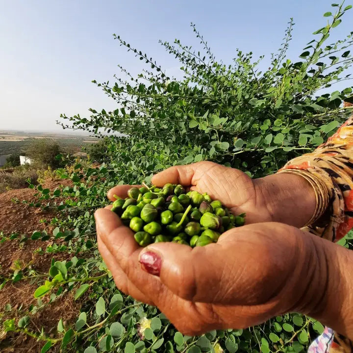 Organic Wild Mountain Capers in Sea Salt