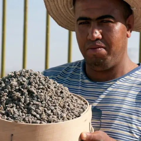 Organic Wild Mountain Capers in Sea Salt